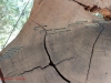 Redwoods-0921-04