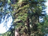 Redwoods-0921-10