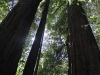 Redwoods-0921-33