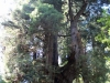 Redwoods-0921-62