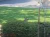 deer070113-002