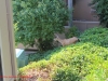 deer070113-020